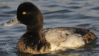 Lesser Scaup