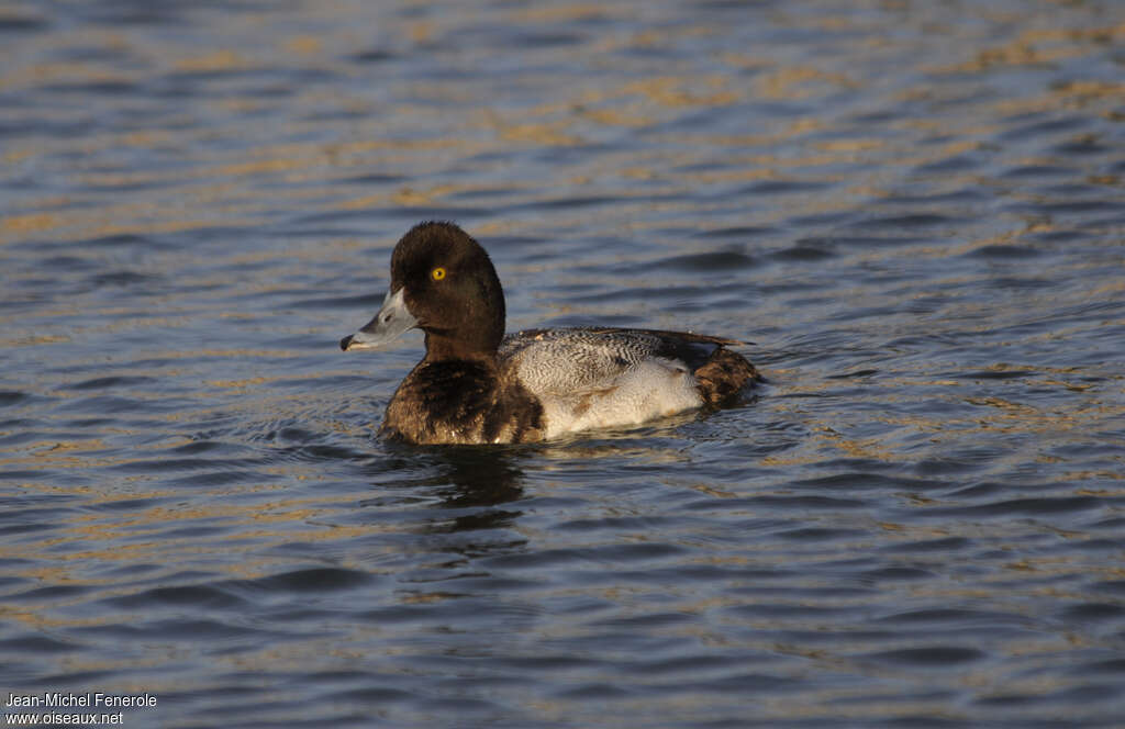 Lesser Scaup male Second year, identification