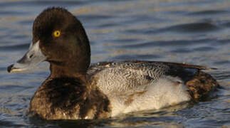 Lesser Scaup