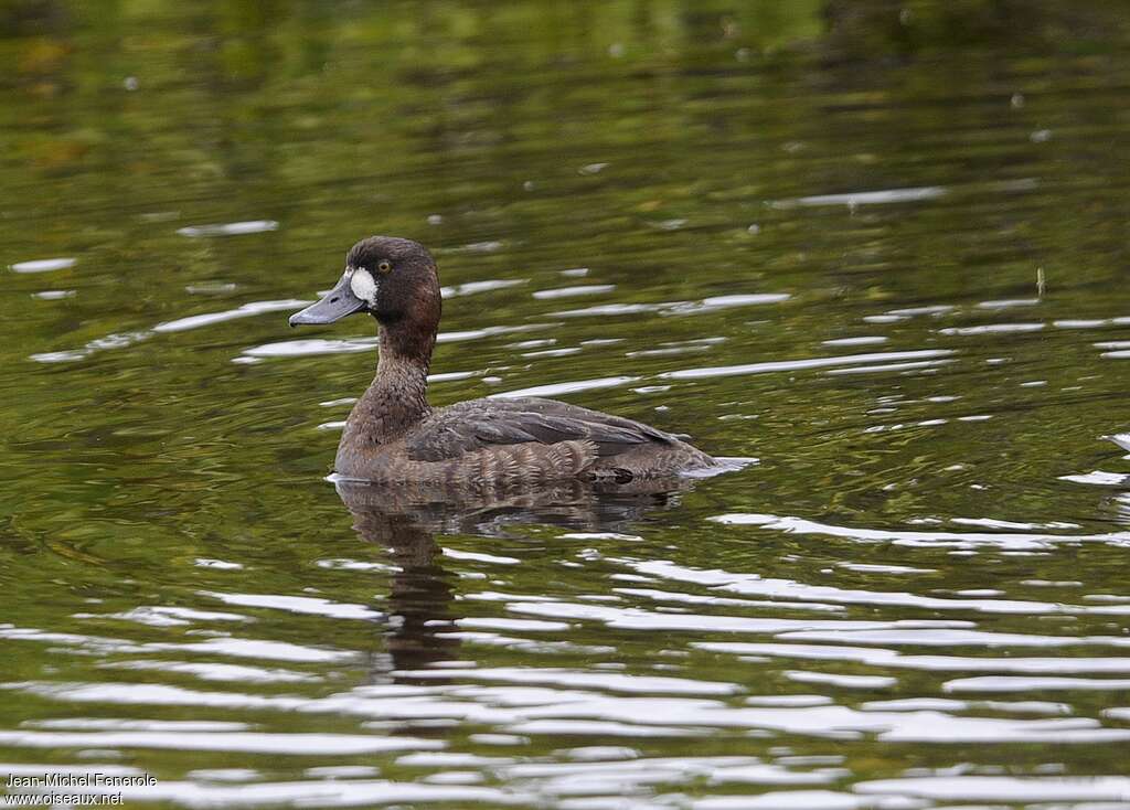 Lesser Scaup female adult breeding, identification