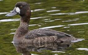 Lesser Scaup