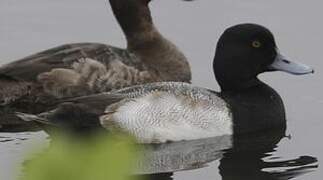 Lesser Scaup