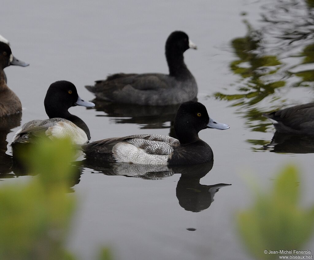 Lesser Scaup