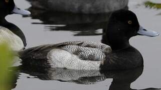 Lesser Scaup