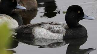 Lesser Scaup