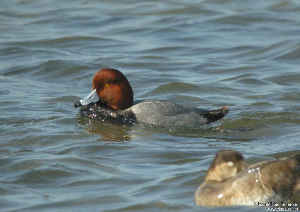 Redhead male adult