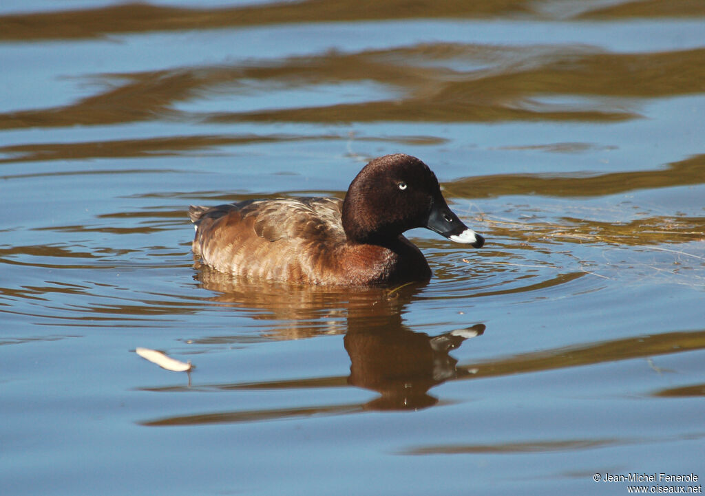 Hardhead male adult