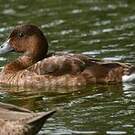 Fuligule austral