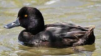 New Zealand Scaup