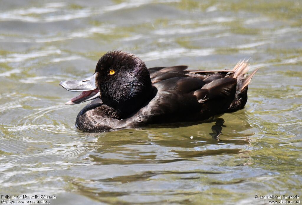 New Zealand Scaup