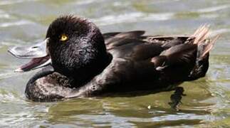 New Zealand Scaup