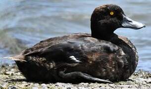 New Zealand Scaup