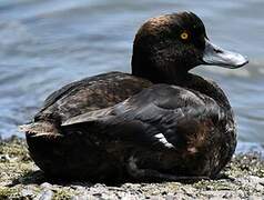 New Zealand Scaup