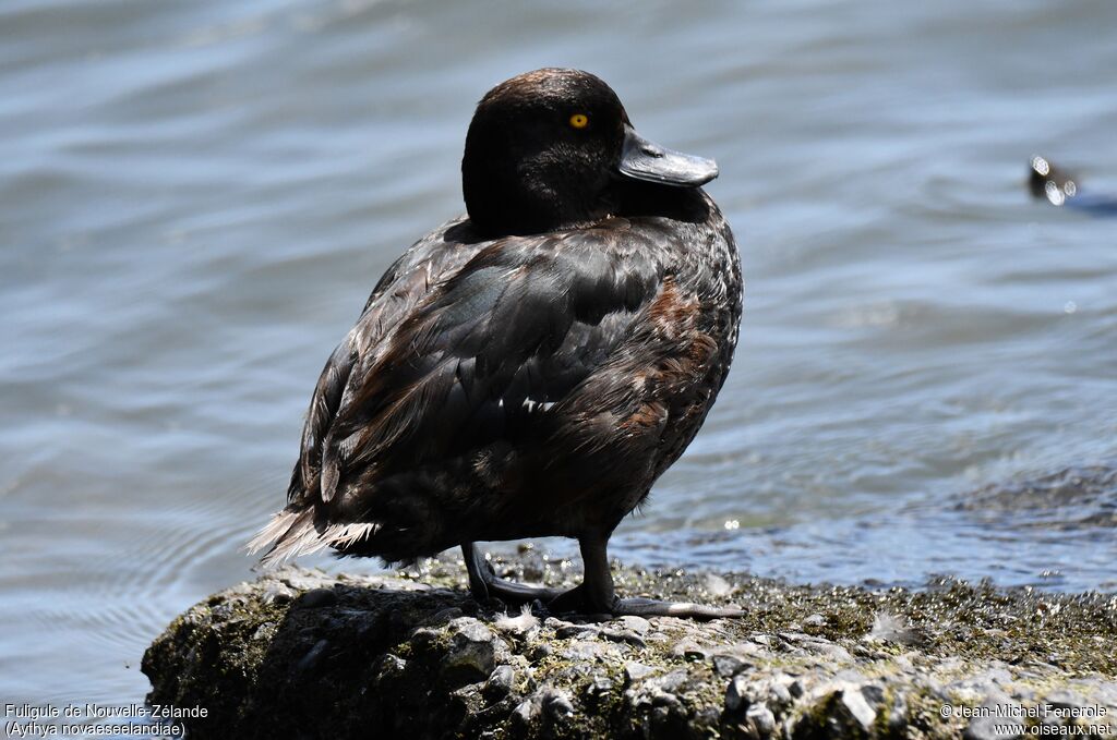 New Zealand Scaup