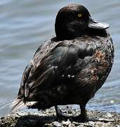 New Zealand Scaup