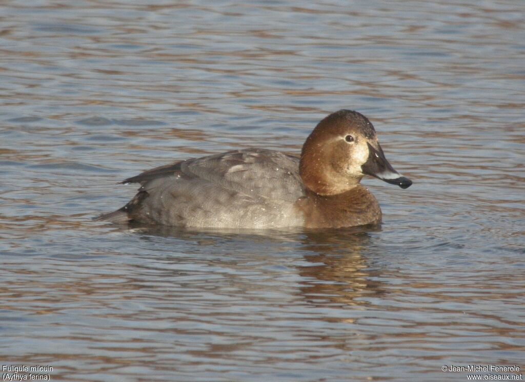 Common Pochard