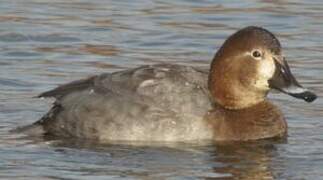 Common Pochard