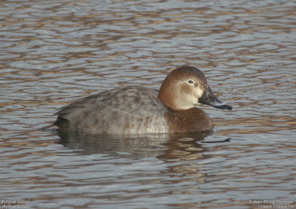 Common Pochard