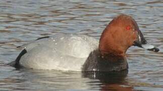 Common Pochard