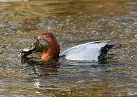 Fuligule milouin
