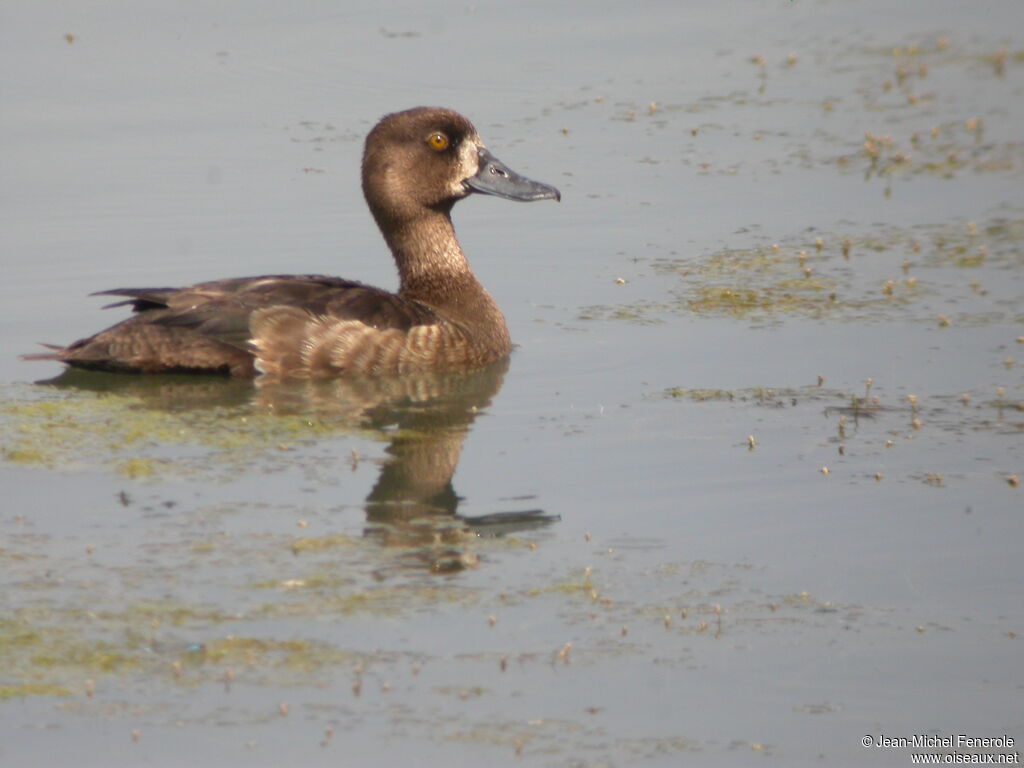 Tufted Duck