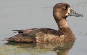 Tufted Duck