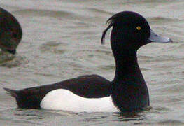 Tufted Duck