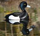 Fuligule morillon