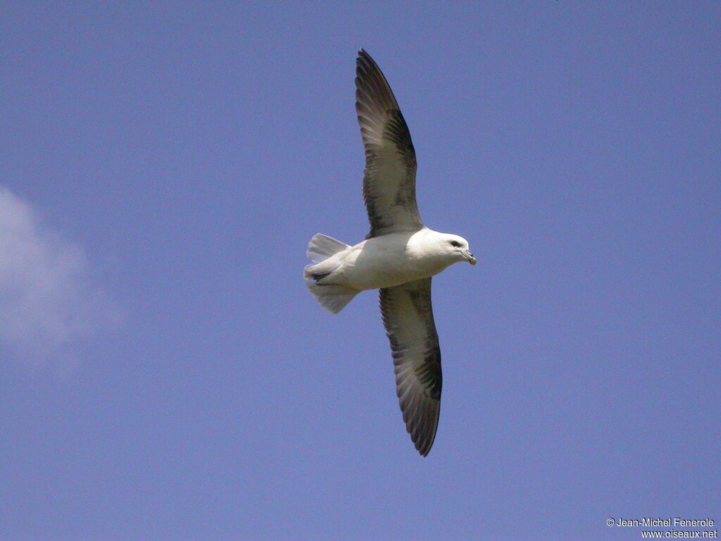 Northern Fulmar