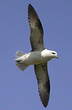 Fulmar boréal