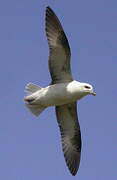 Northern Fulmar