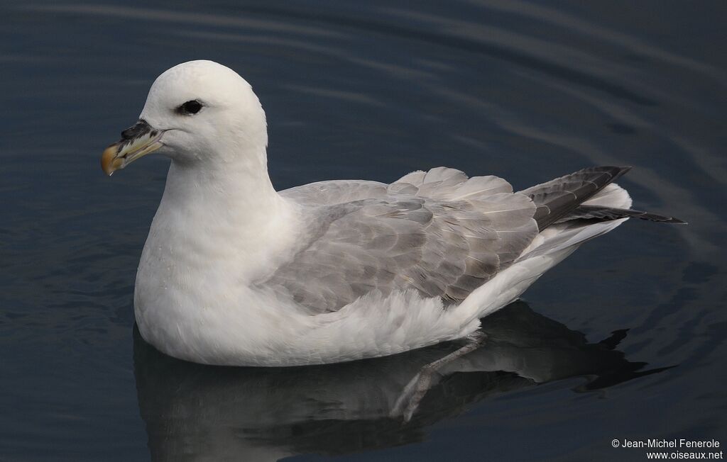 Northern Fulmar