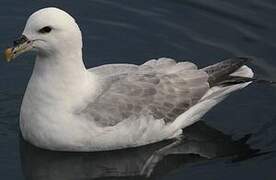 Fulmar boréal