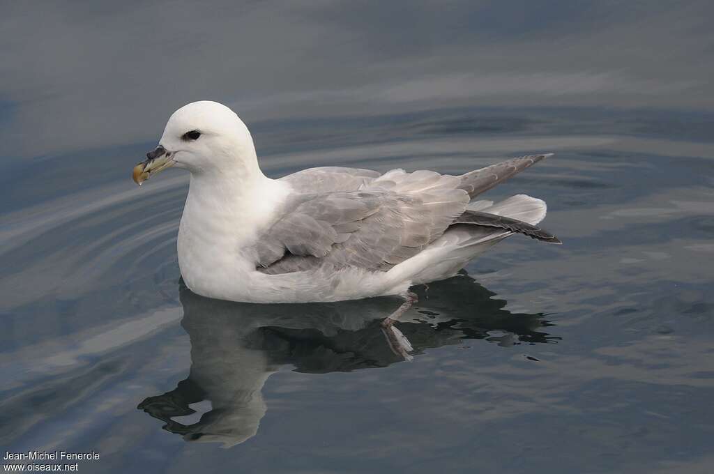 Fulmar boréaladulte, identification