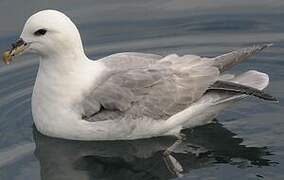 Fulmar boréal