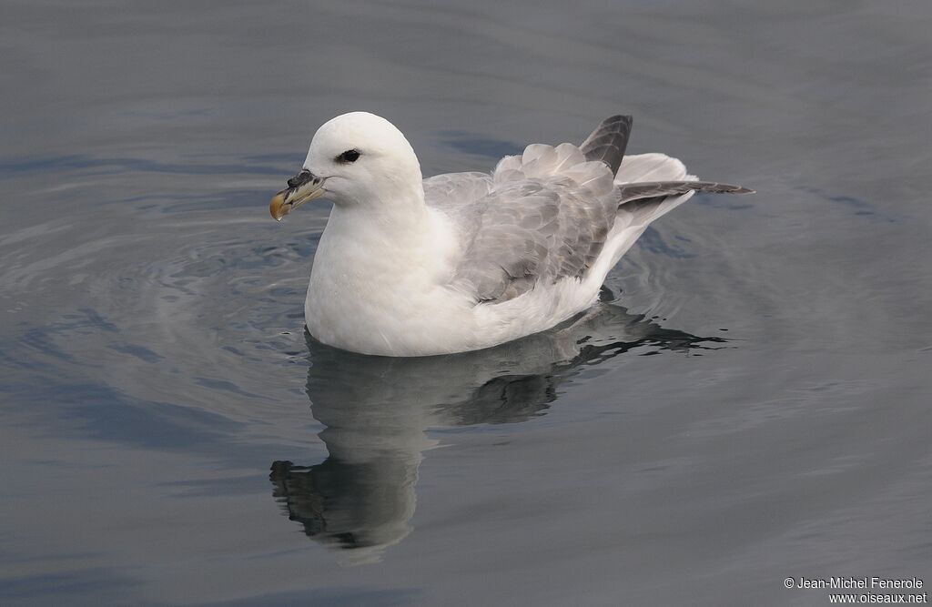 Fulmar boréal