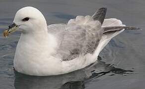 Fulmar boréal