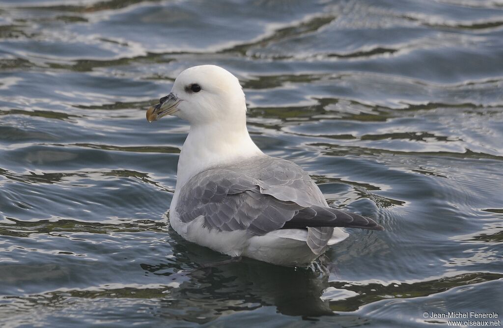 Fulmar boréal