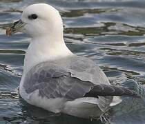 Fulmar boréal