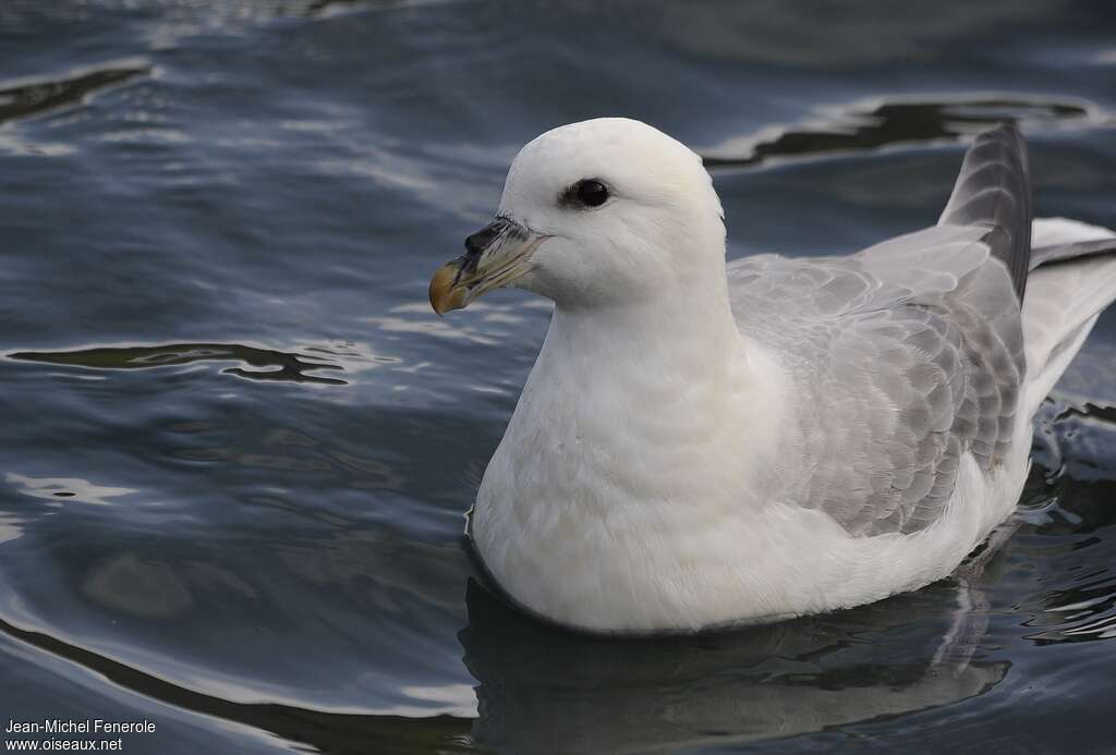 Fulmar boréaladulte, portrait