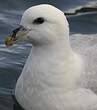 Fulmar boréal