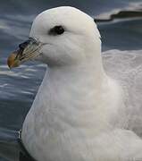 Northern Fulmar