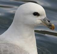 Northern Fulmar