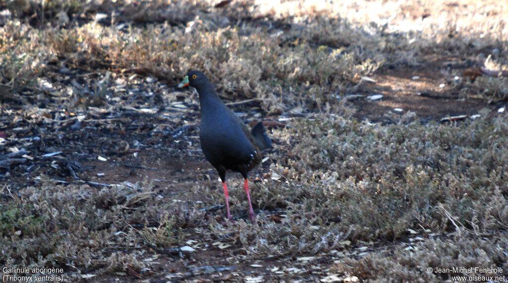 Gallinule aborigène