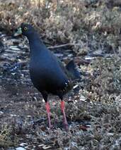 Gallinule aborigène Tribonyx ventralis