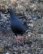 Black-tailed Nativehen