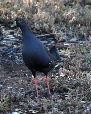 Gallinule aborigène