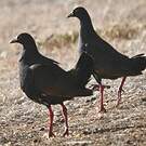 Gallinule aborigène
