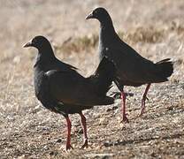 Gallinule aborigène