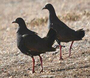 Gallinule aborigène